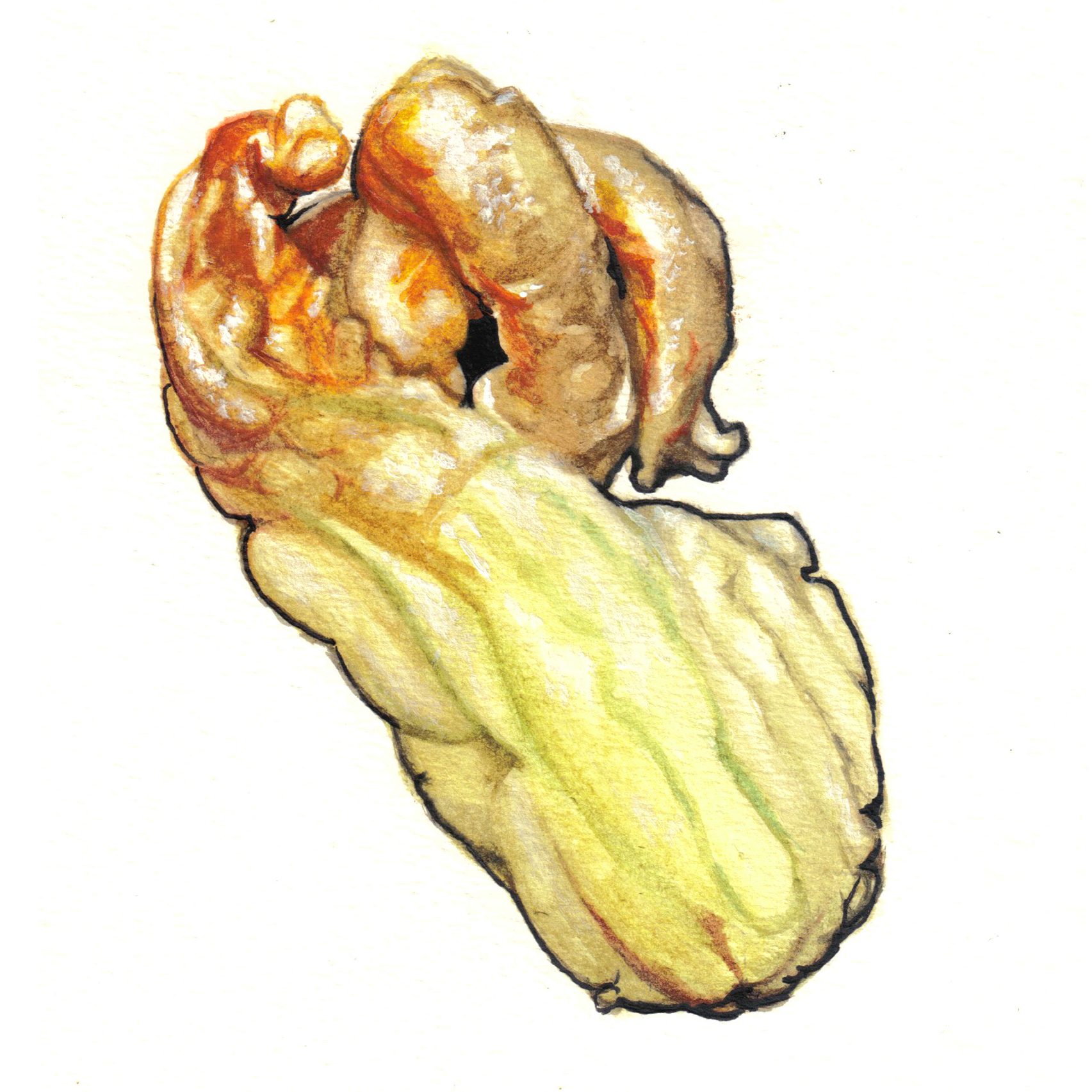 Fried Zucchini Flower Watercolor Painting